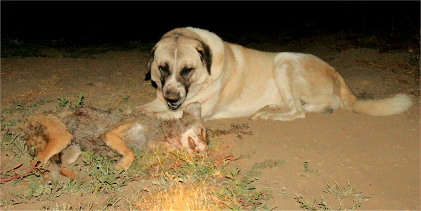 Beau when 5 years old with invading coyote.