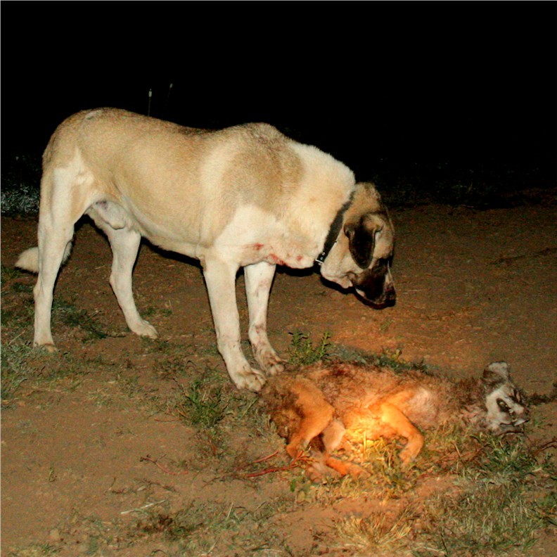 Beau when 5 years old with invading coyote.