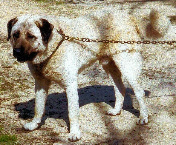 Pinarbasi's Ayi (Bear)- Working Guardian Anatolian Male