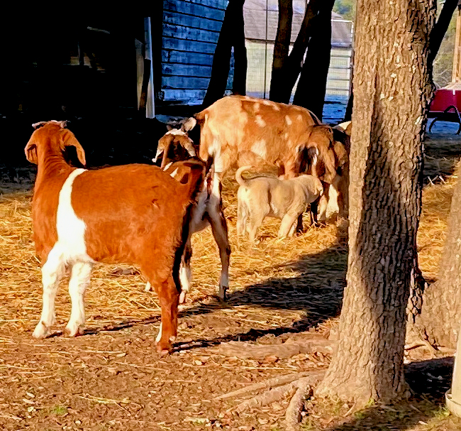 Lucky Hit Behiye Tavir at 2 months with 8 month old goats