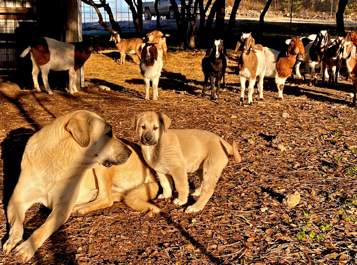 Lucky Hit Behiye Tavir at 2 months with 8 month old goats