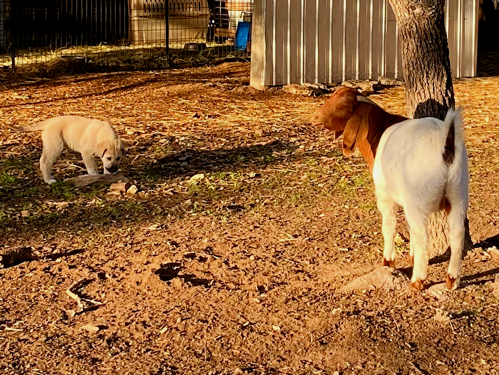 Lucky Hit Behiye Tavir at 2 months with 8 month old goats