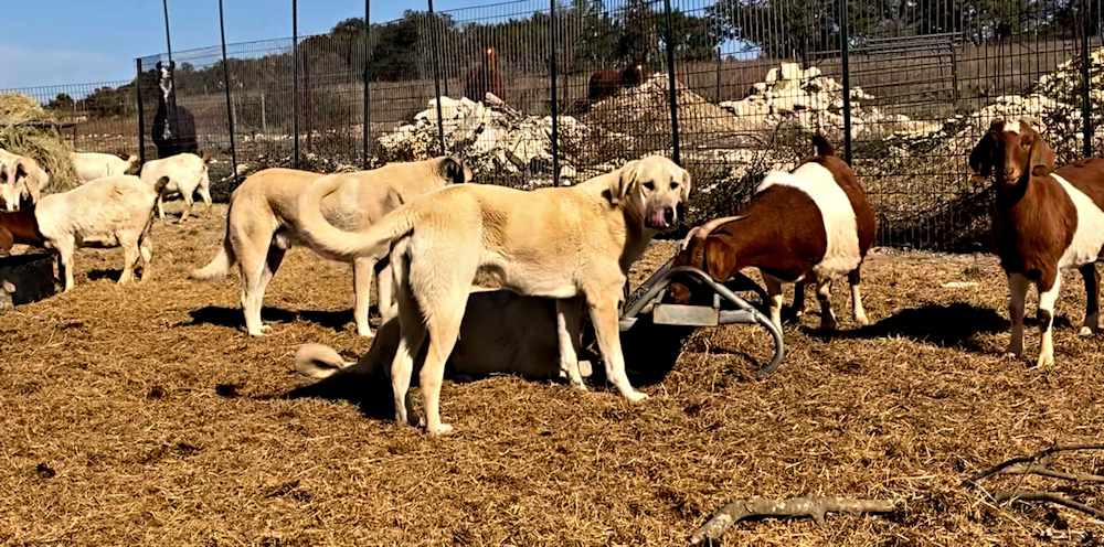 Lucky Hit Behiye Tavir of Elkhorn  Female 03 