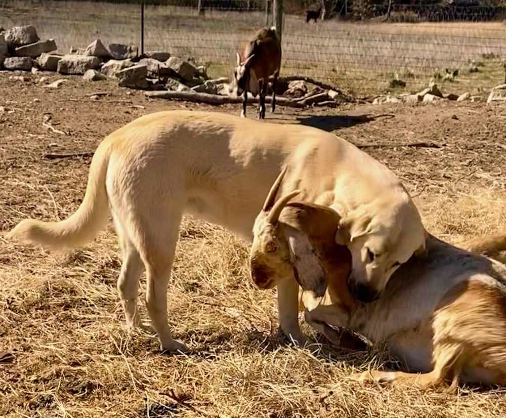 LUCKY HIT Behiye NADIR of ELKHORN (NADIR) LOVING ON ONE OF HER GOATS