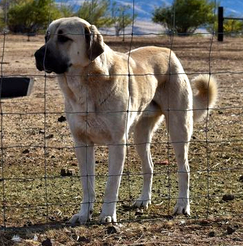 LUCKY HIT Behiye VAHIT of ELKHORN (VAHIT)