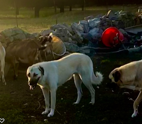  LUCKY HIT Beton sevan (SEVAN) (PWA) with her goats August 22, 2021