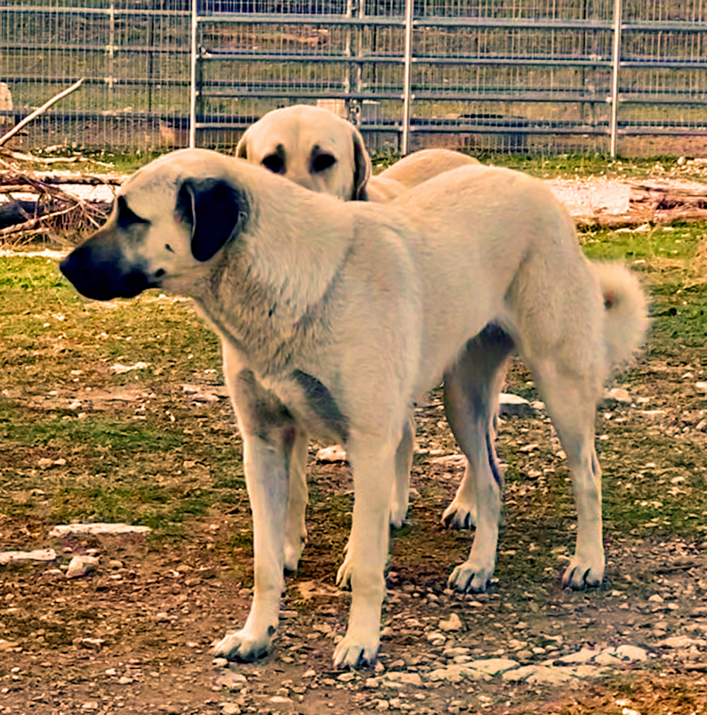 LUCKY HIT Beton SEVAN (SEVAN) guarding kids and their moms