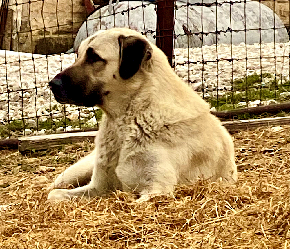 Lucky Hit Beton Sevan (SEVAN) head