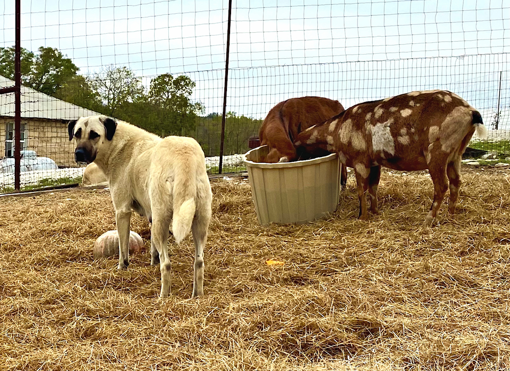  LUCKY HIT Beton SEVAN (SEVAN) (PWA) 01 Female Fawn/Black Mask head on November 14, 2022