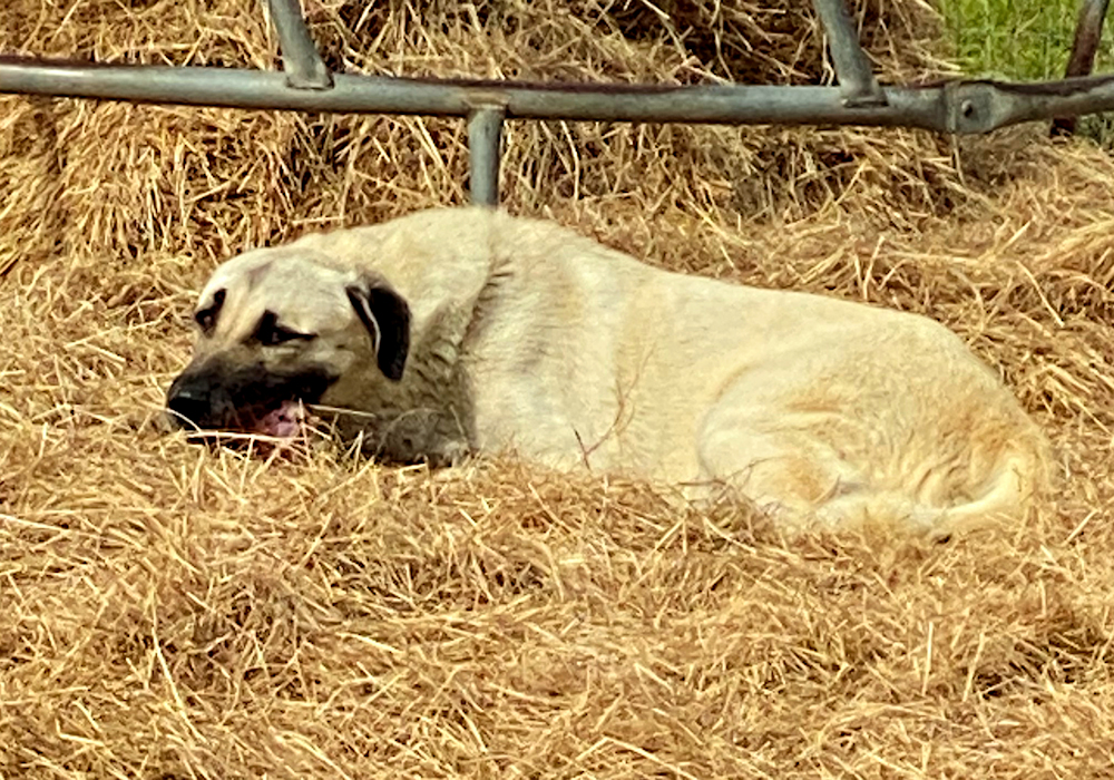  LUCKY HIT Beton SEVAN (SEVAN) (PWA) 01 Female Fawn/Black Mask head on November 15, 2022