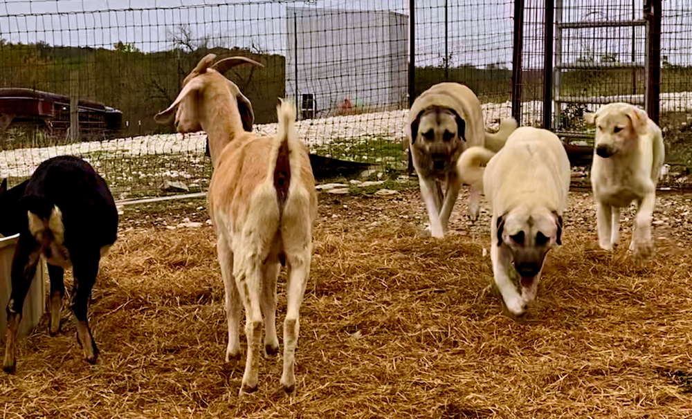  LUCKY HIT Beton Sevan (SEVAN) (PWA) 01 Female Fawn/Black Mask head on November 14, 2022