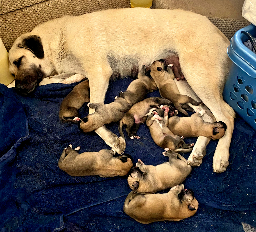  Lucky Hit Beton Sevan (SEVAN) (PWA) with her December 1, 2022, litter pictured on December 2