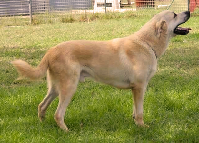 AUSTRALIAN CHAMPION SHEPHERDS REST BEYAZ