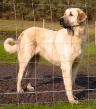 SHEPHERDS REST BIRNUR - March, 2013 - Daughter of two Anatolians imported from Turkey