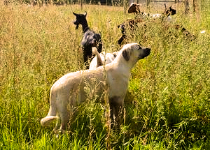 SHEPHERDS REST BIRNUR - 5 mo - Daughter of two Anatolians imported from Turkey