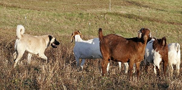 BOUDREAU with goats