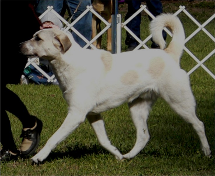 Breton at 10 months - Handsome x Grace Nov 4, 2004, litter