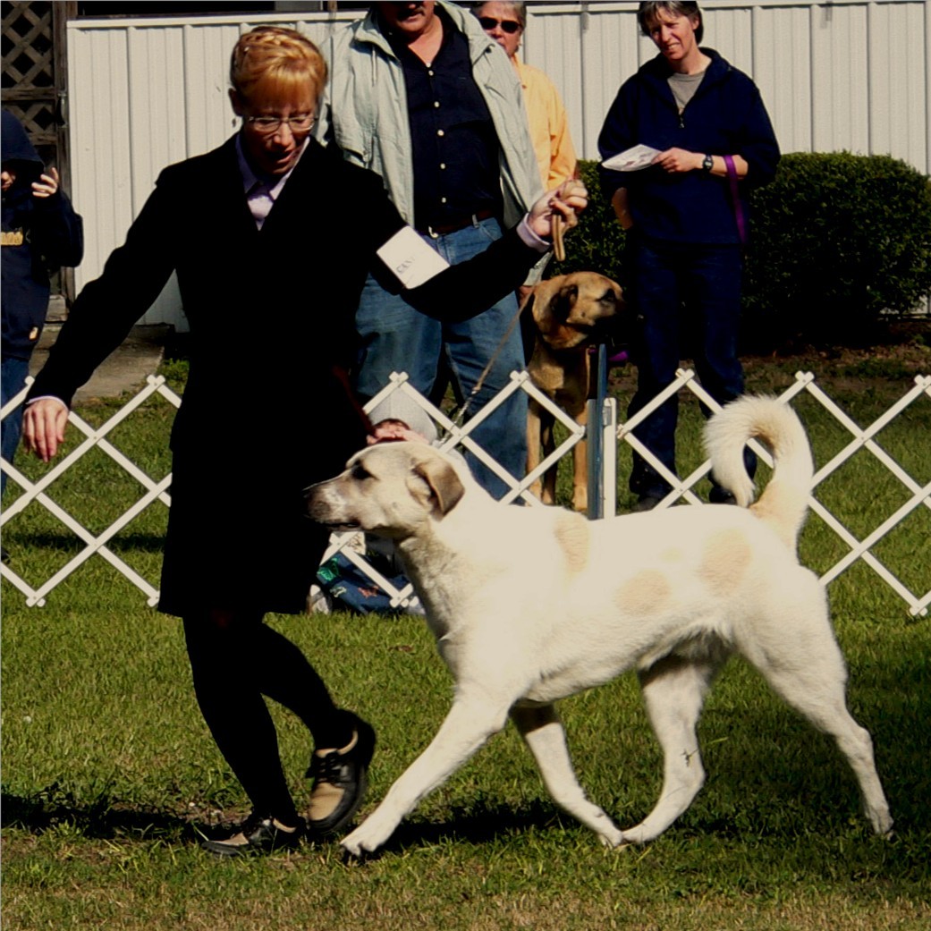 Breton at 10 months - Handsome x Grace Nov 4, 2004, litter