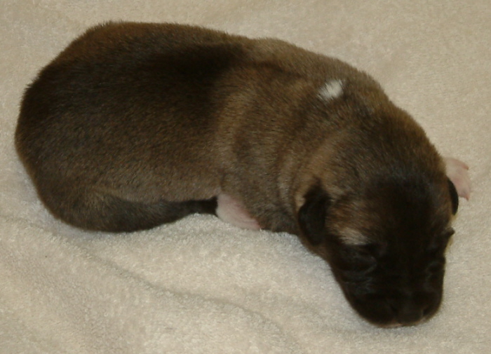 November 7, 2010, Puppy 1, Male, Fawn/Black Mask!!!)