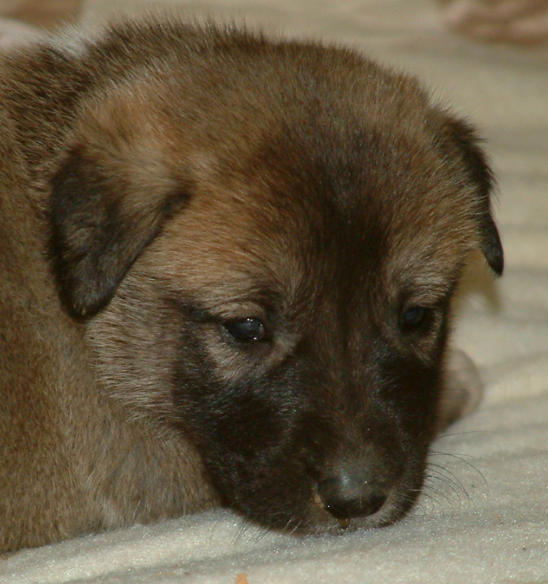 November 30, 2010, Puppy 1, Male, Fawn/Black Mask From the BRIA/NAZIK November 5, 2010 litter!!!)