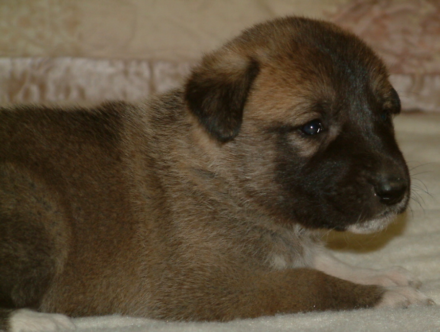 November 30, 2010, Puppy 1, Male, Fawn/Black Mask!!!)