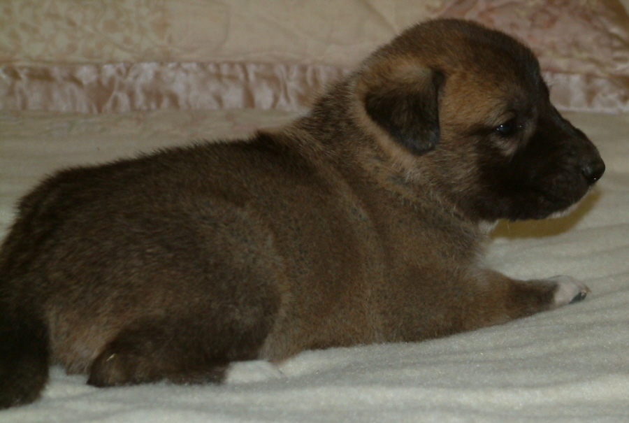 November 30, 2010, Puppy 1, Male, Fawn/Black Mask!!!)
