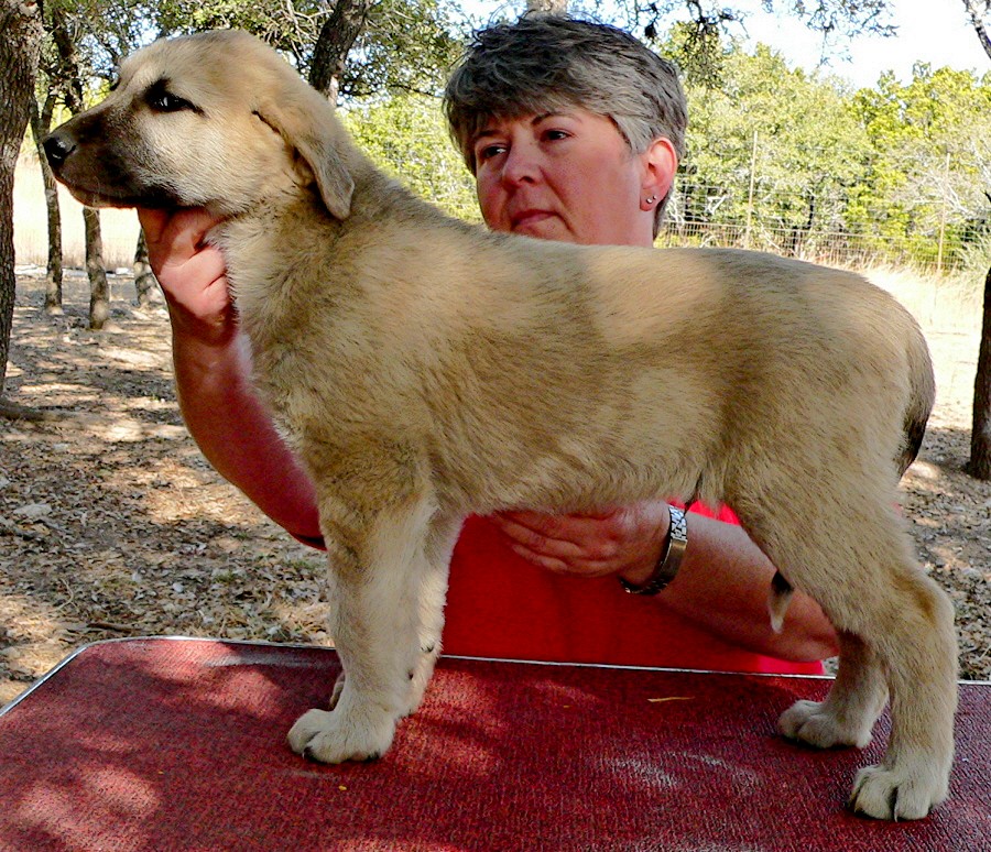 Puppy 1 from November 5,2010 litter at 8 weeks