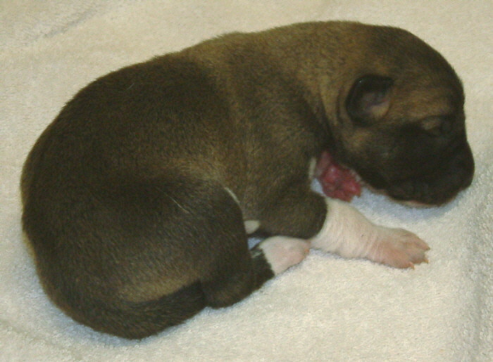 November 7, 2010, Puppy 2, Female Fawn/Black Mask!!!)