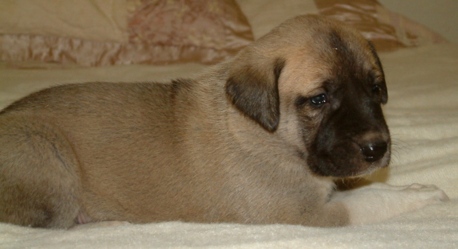  November 30, 2010, Puppy 2, Female, Fawn/Black Mask Nazik/Bria litter !!!)