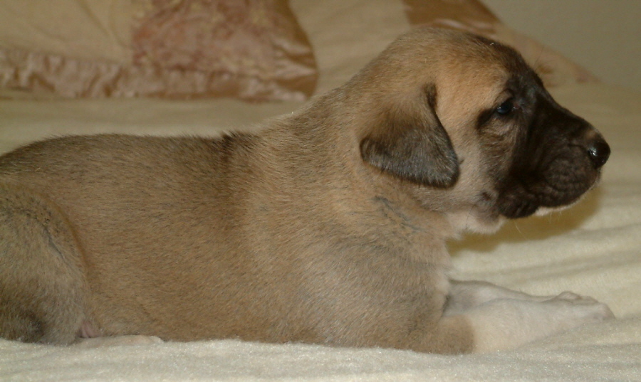  November 30, 2010, Puppy 2, Female, Fawn/Black Mask Nazik/Bria litter !!!)