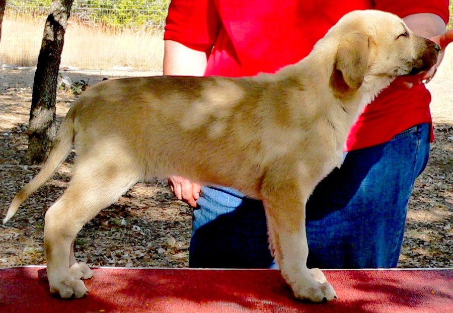  December 31, 2010, Puppy 2, Female, Fawn/Black Mask Nazik/Bria litter !!!)