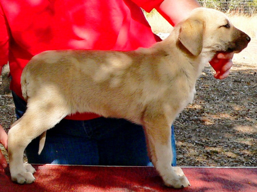 Puppy 2 from November 5,2010 litter at 8 weeks