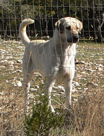  January 2, 2012, Narin, Female, Fawn/Black Mask Nazik/Bria litter !!!