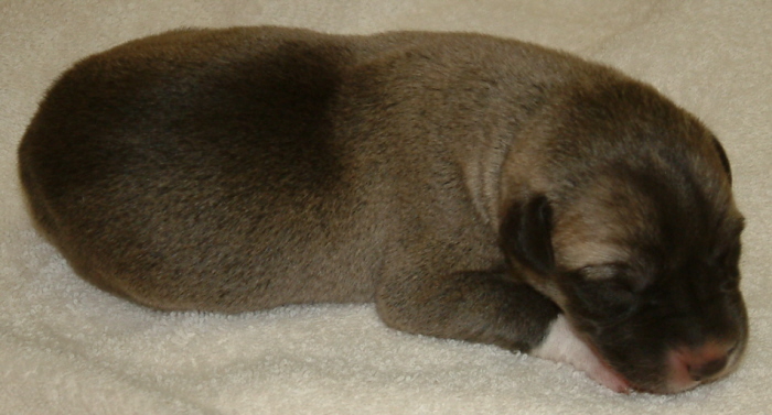 November 7, 2010, Puppy 3, Male, Fawn/Black Mask!!!)