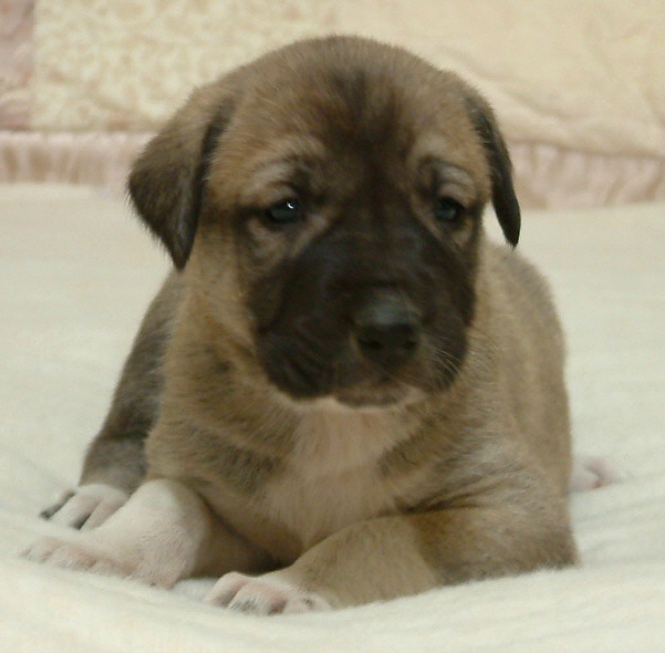 November 30, 2010, Puppy 3, Male, Fawn/Black Mask!!!)