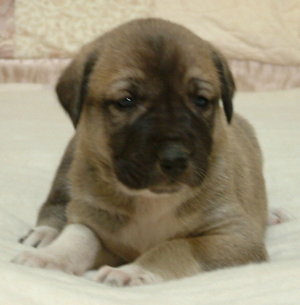 November 30, 2010, Puppy 3, Male, Fawn/Black Mask!!!)