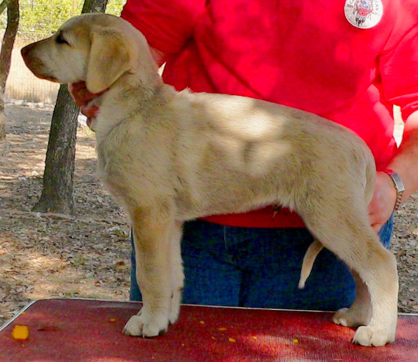 Puppy 3 from November 5,2010 litter at 8 weeks