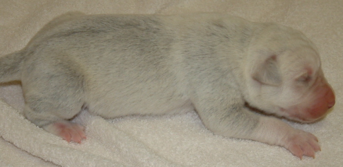 November 7, 2010, Puppy 4, Male, White!!!)