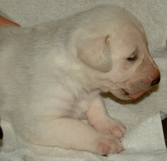 November 24, 2010, Puppy 4, Male, White!!!)