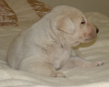 November 30, 2010, Puppy 4, Male, White!!!)
