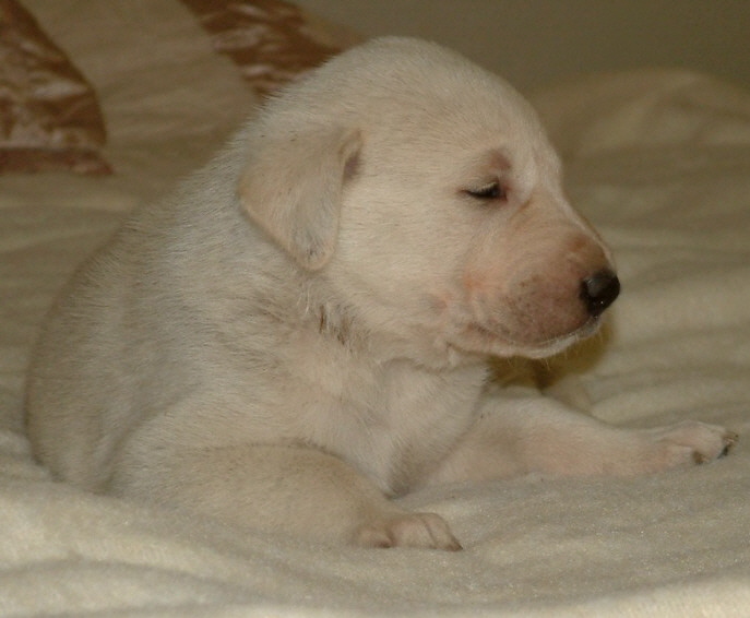 November 30, 2010, Puppy 4, Male, White!!!)