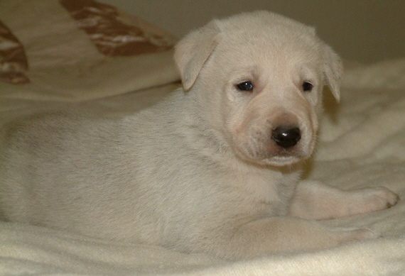 November 30, 2010, Puppy 4, Male, White From the BRIA/NAZIK November 4, 2010 litter!!!)