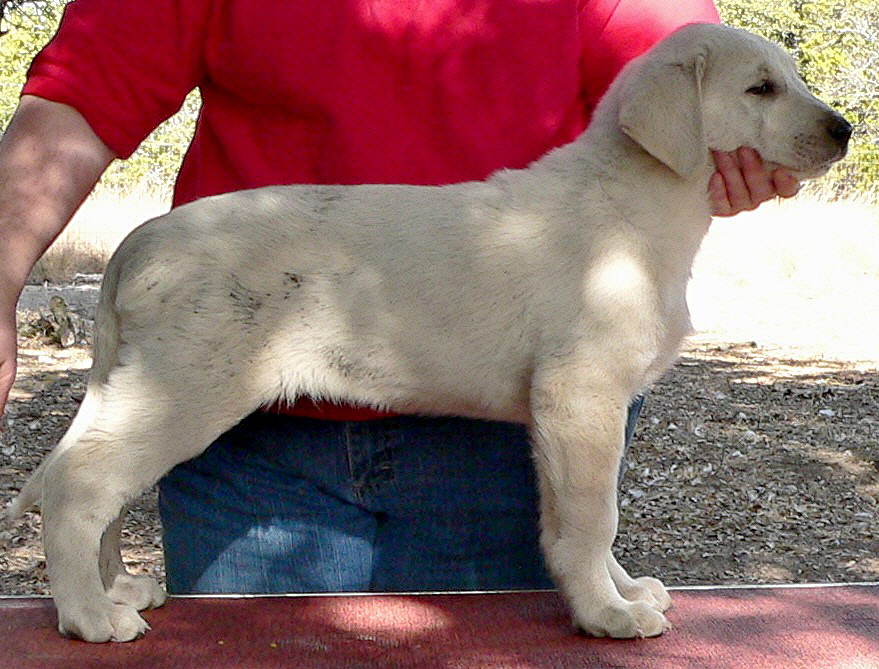 December 31, 2010, Puppy 4, Male, White From the BRIA/NAZIK November 5, 2010 litter!!!)