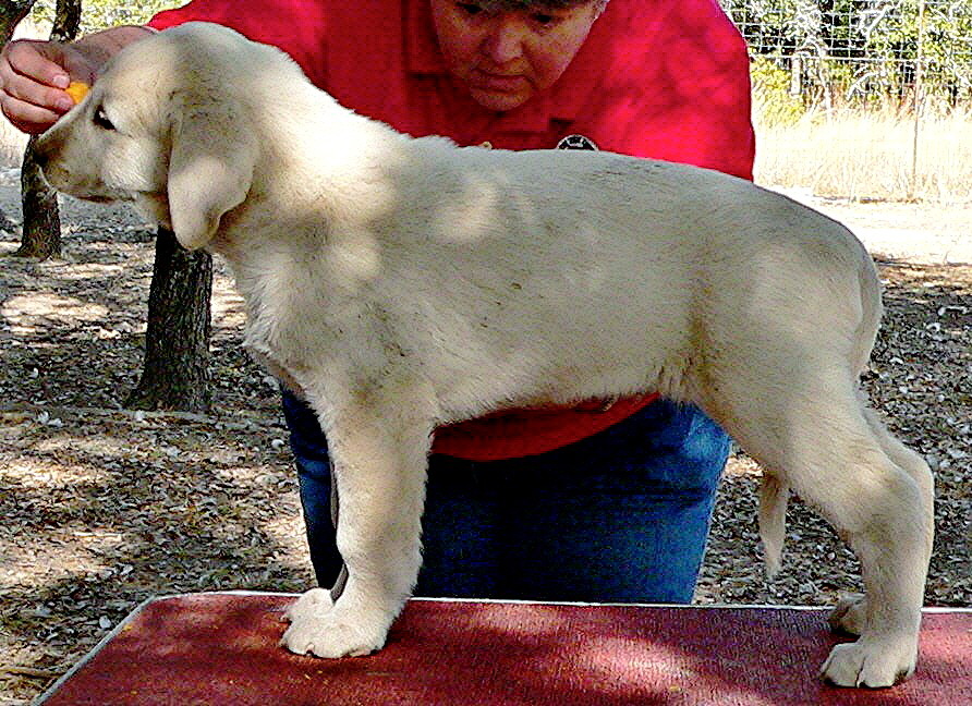 December 31, 2010, Puppy 4, Male, White From the BRIA/NAZIK November 5, 2010 litter!!!)