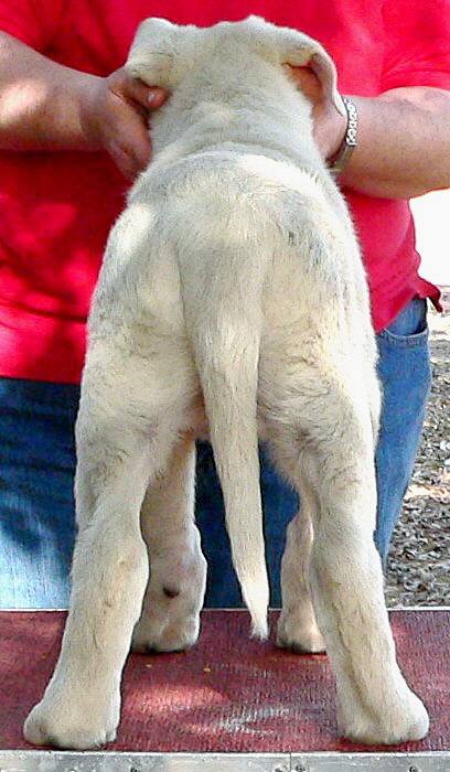 December 31, 2010, Puppy 4, Male, White From the BRIA/NAZIK November 5, 2010 litter!!!)