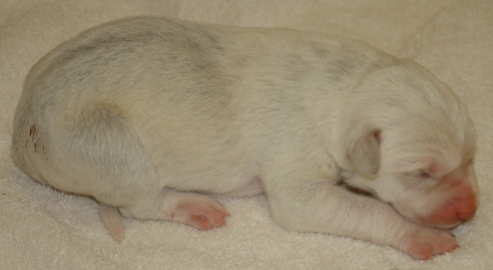 November 7, 2010, Puppy 5, Female, White!!!)
