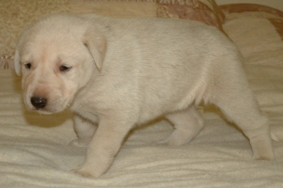  November 30, 2010, Puppy 5, Female, White, Nazik/Bria litter !!!)