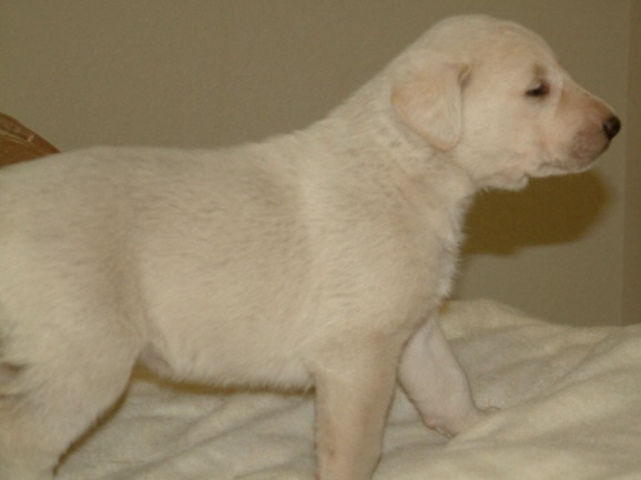 November 30, 2010, Puppy 5, Female, White!!!)