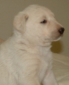 November 30, 2010, Puppy 5, Female, White!!!)