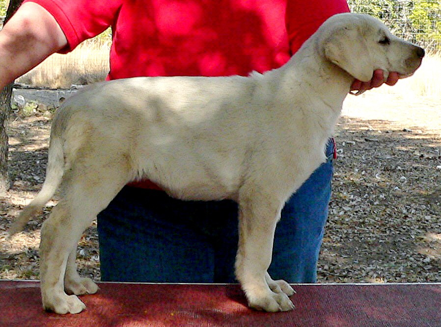  December 31, 2010, Lucky Hit Bria SESSIZ - Puppy 5, Female, White, Nazik/Bria litter !!!)